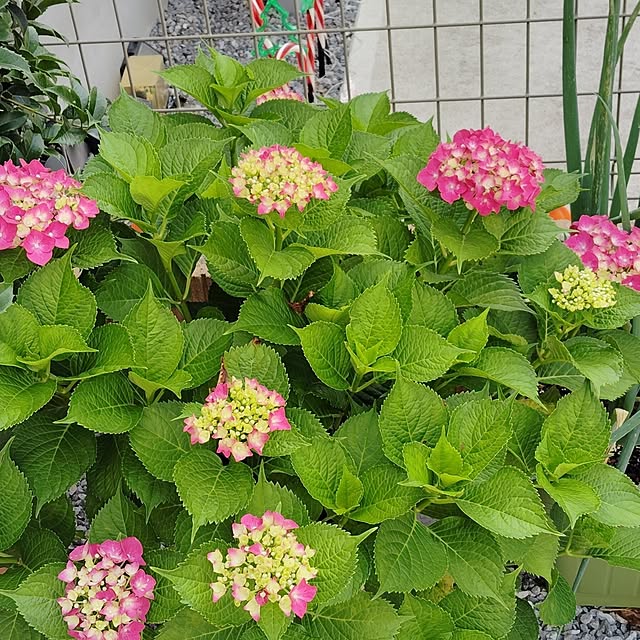 玄関/入り口/ホワイトインテリア/紫陽花が好き♡/紫陽花のインテリア実例 - 2025-06-08 08:52:08
