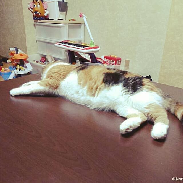 yukieさんの実例写真