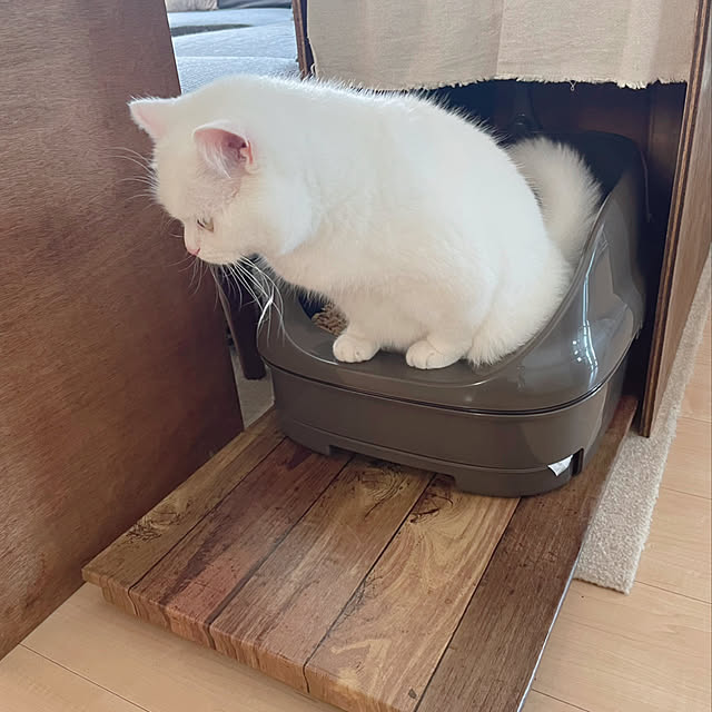 kotoriさんの実例写真
