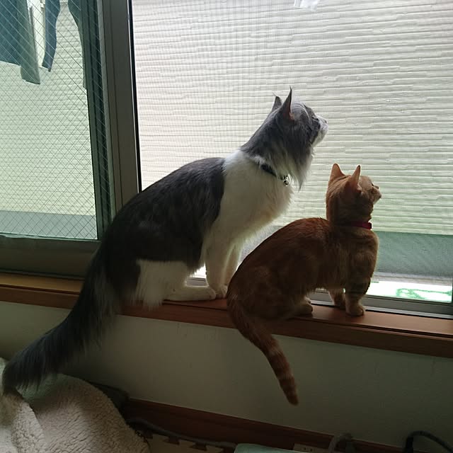 shinobuさんの実例写真