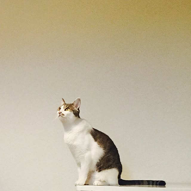 部屋全体/ねこと暮らす。のインテリア実例 - 2016-09-20 10:17:09