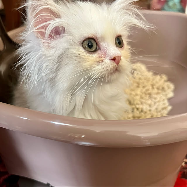 AYUKOさんの実例写真
