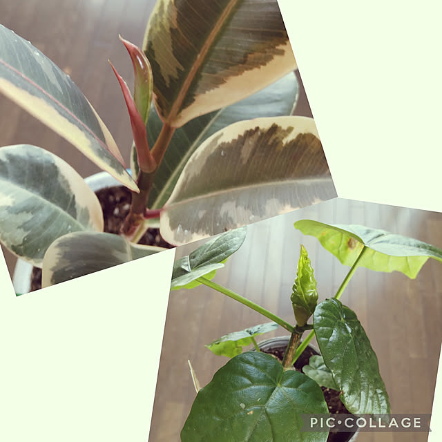 ampinさんの実例写真