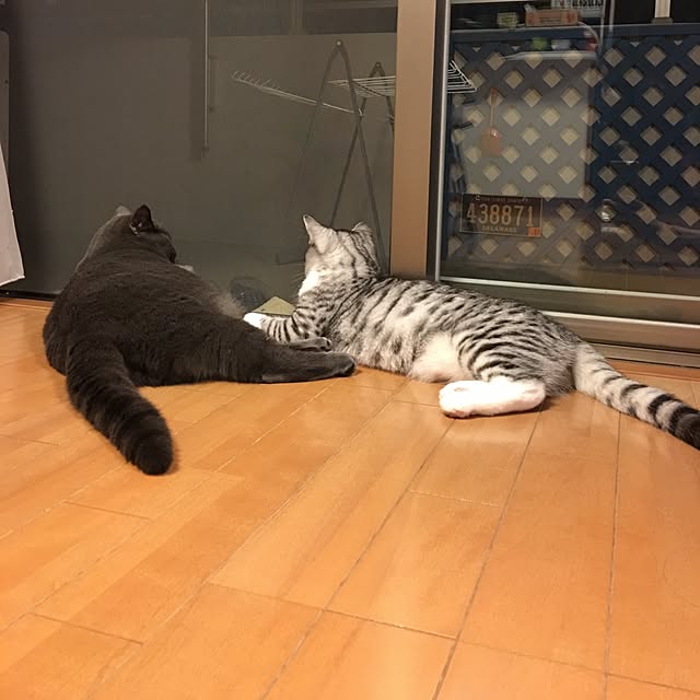 Shojiさんの実例写真