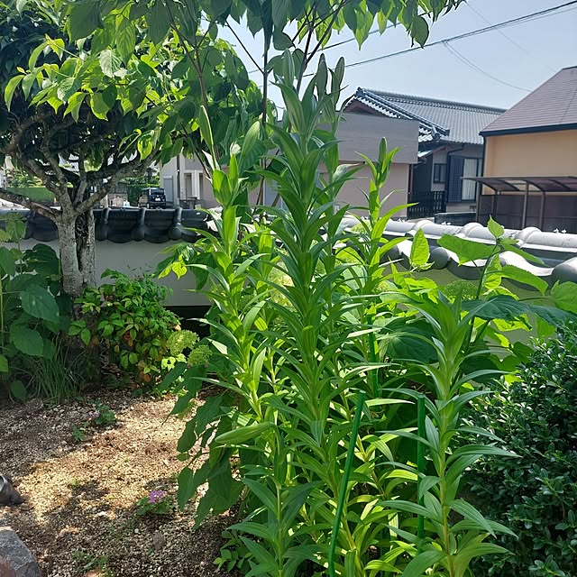 anmomaruさんの実例写真