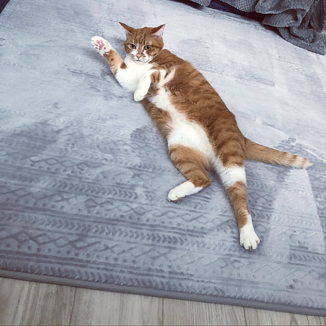 myuuさんの実例写真