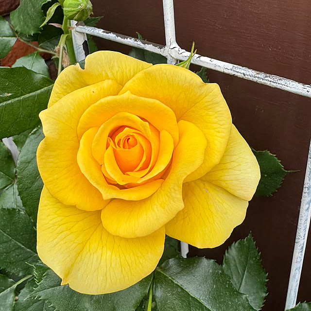 RoseLife5818さんの実例写真