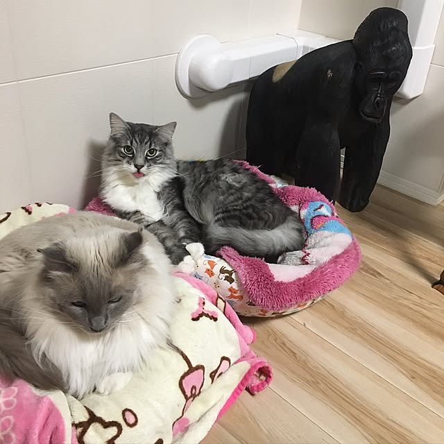 実例写真