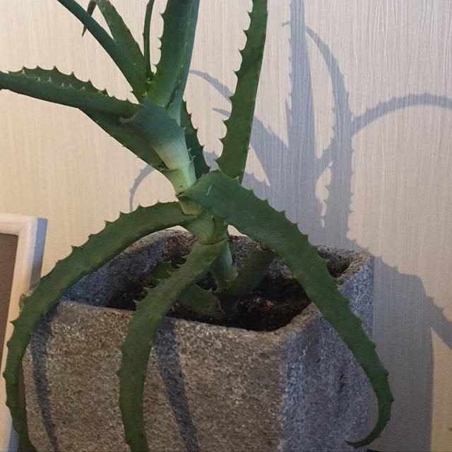 Marisaさんの実例写真