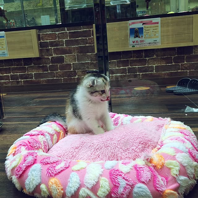 yokkochanさんの実例写真