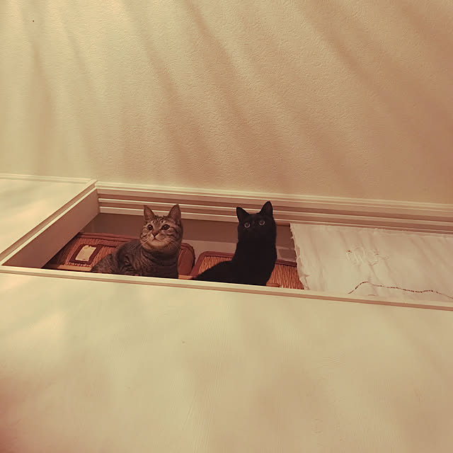 neko-2.2.2runmuさんの実例写真