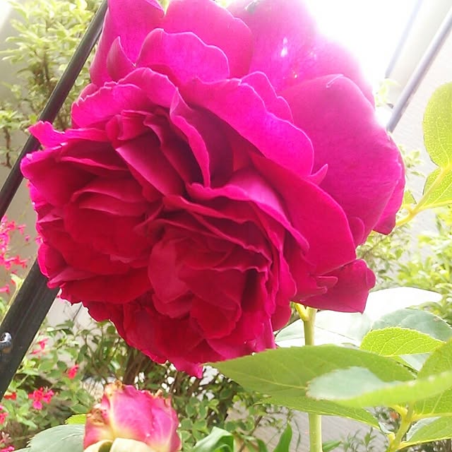 Tomopさんの実例写真