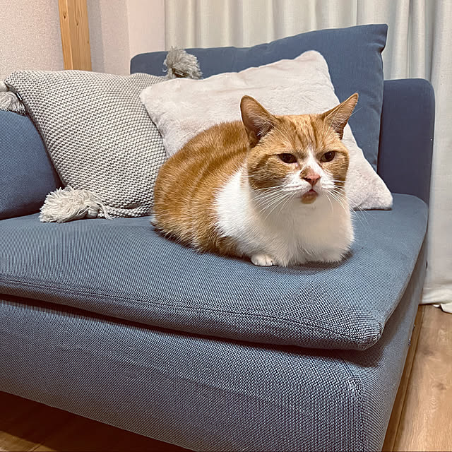 maruさんの実例写真
