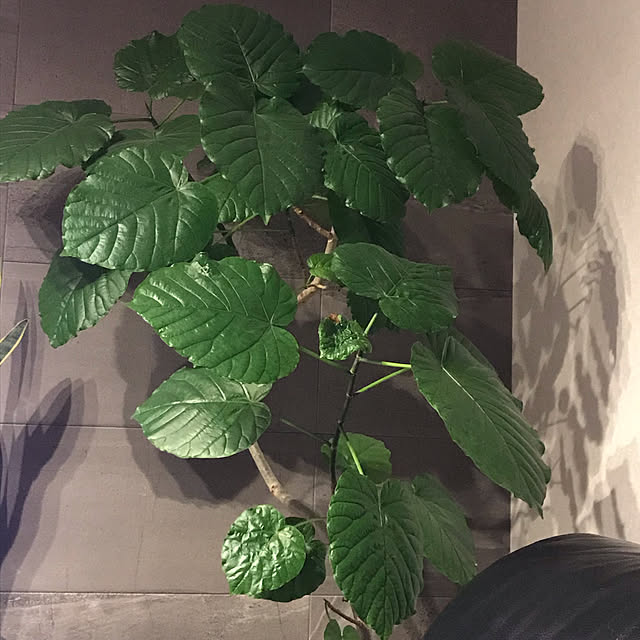 ウンベラータ/植物/観葉植物/リビングのインテリア実例 - 2021-02-06 09:11:24
