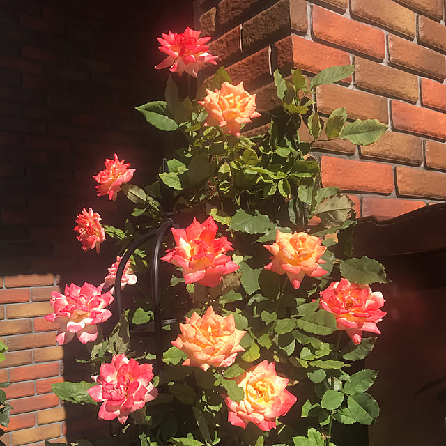 RoseLife5818さんの実例写真