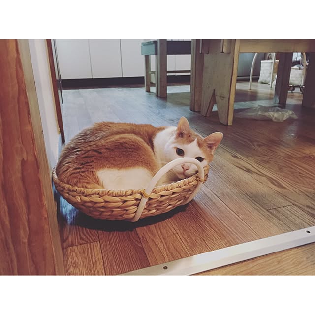 torarararikoさんの実例写真