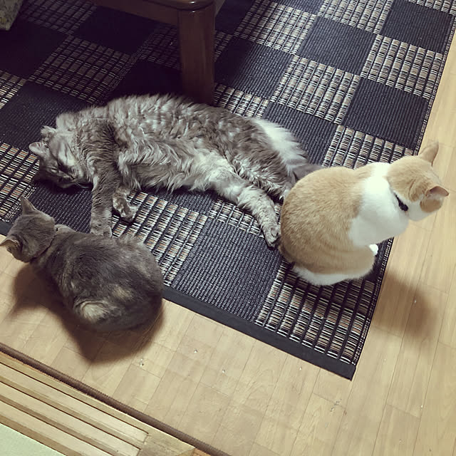 naworinさんの実例写真