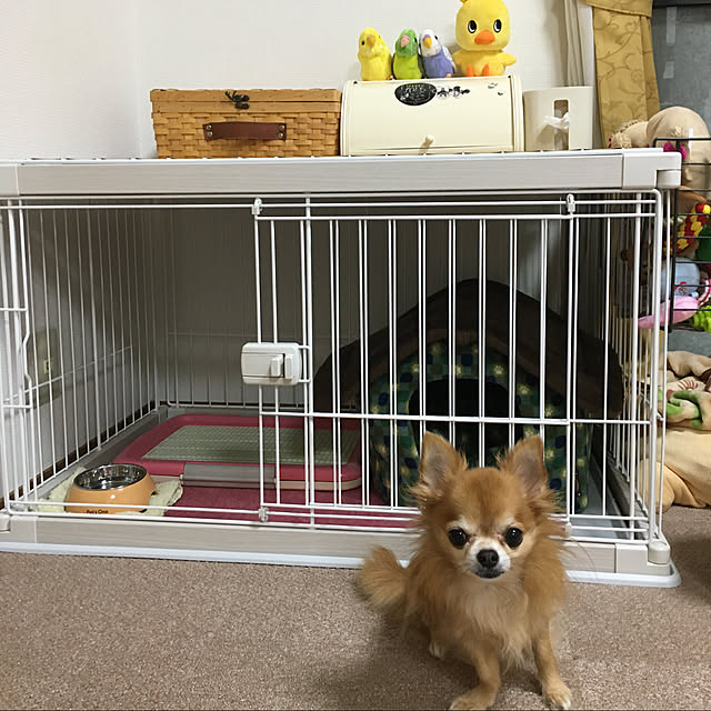 koroさんの実例写真