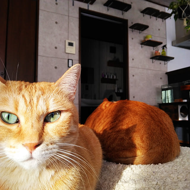 annさんの実例写真
