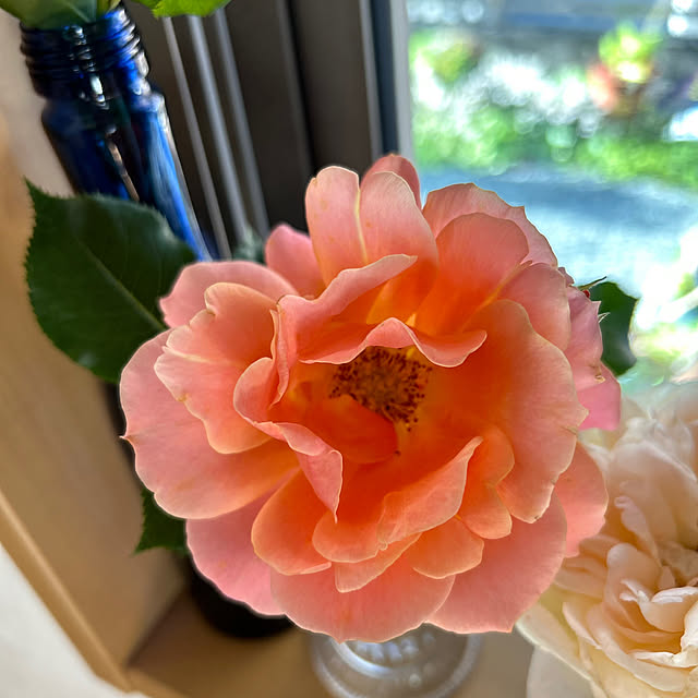 portulacaさんの部屋