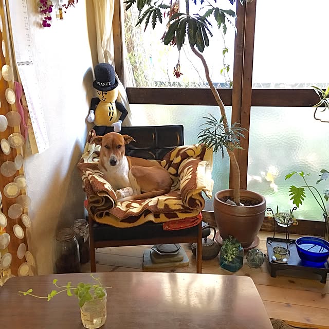 yoxtusann1971さんの実例写真