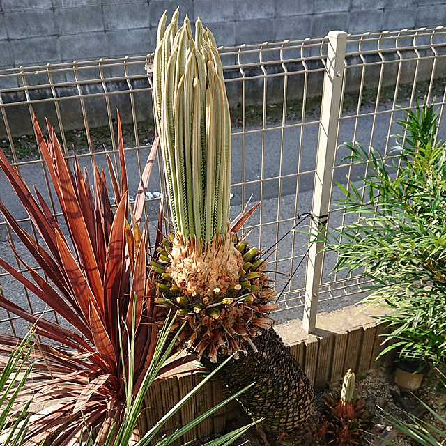 ot-gardenさんの実例写真
