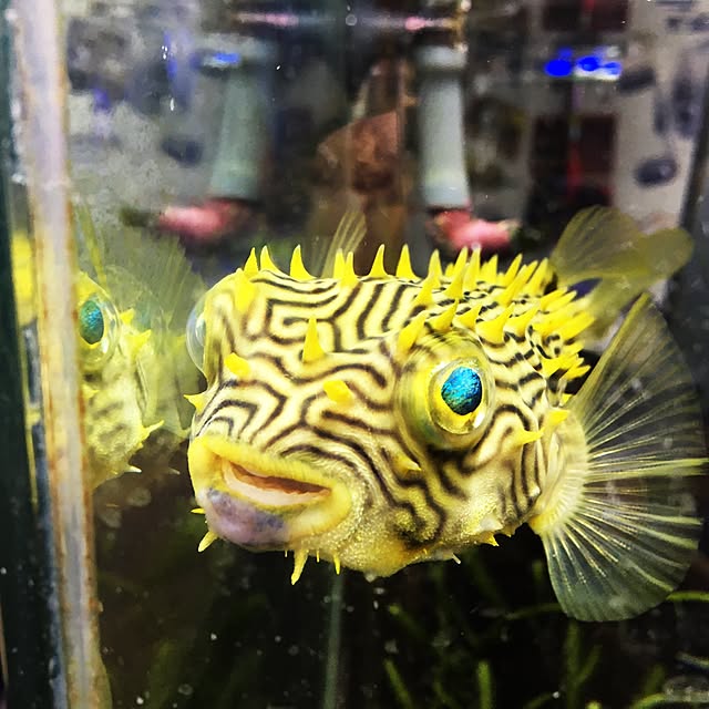 aquarium_seaさんの実例写真