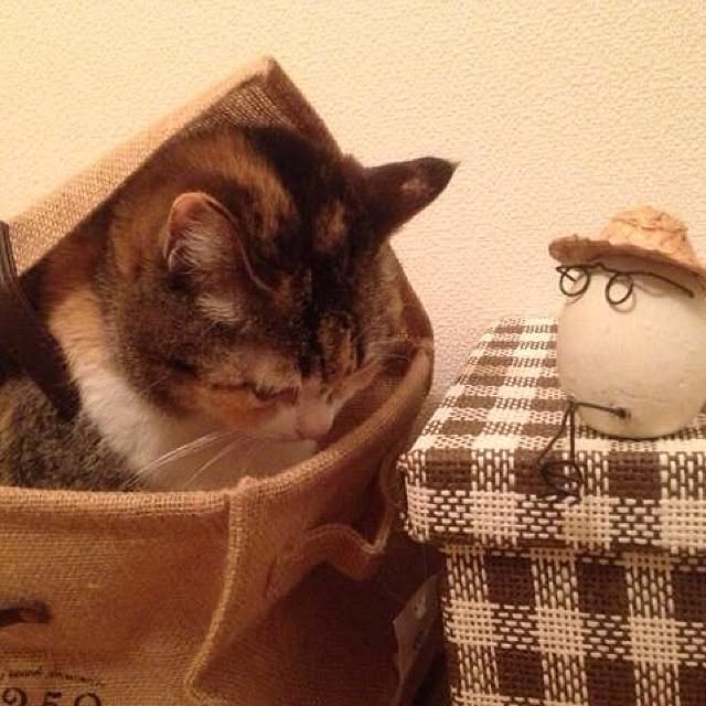 バス/トイレ/ペット/ねこ部のインテリア実例 - 2014-04-29 23:47:55