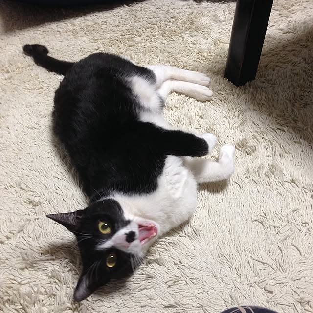 Kinanさんの実例写真