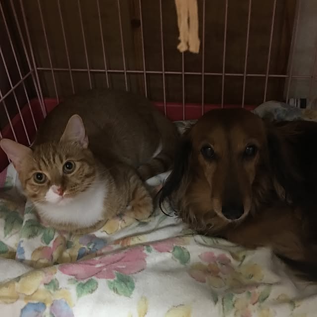 CATさんの実例写真