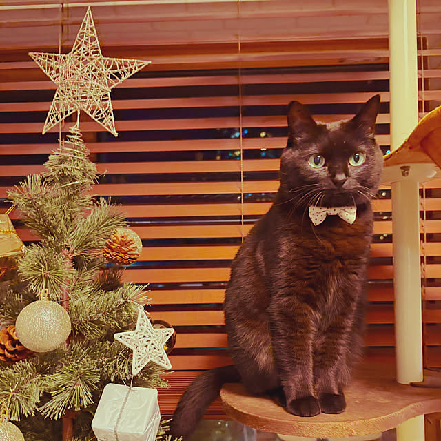 iiiyocoiiiさんの部屋