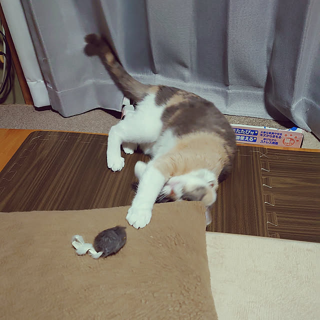 fukuさんの実例写真