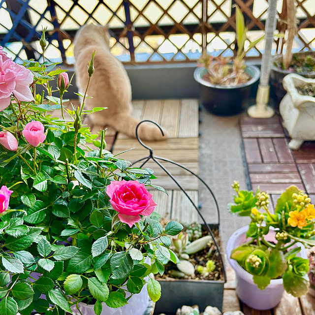 naokoさんの実例写真