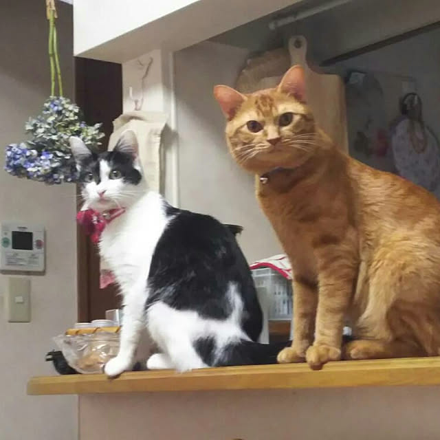 yum0408さんの実例写真