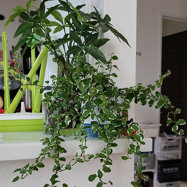 キッチン/観葉植物のインテリア実例 - 2019-06-23 08:14:05