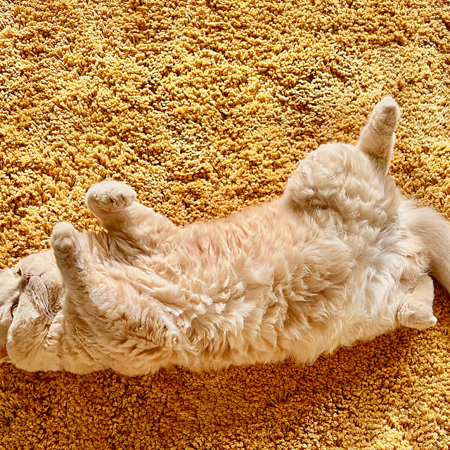 naokoさんの実例写真