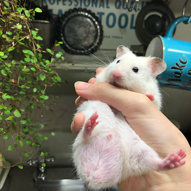 emiさんの実例写真