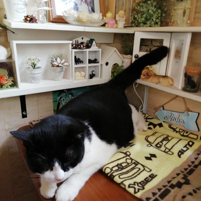 Tomopさんの実例写真
