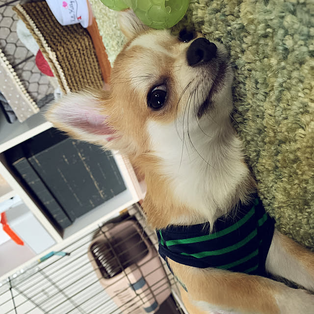 moko7ruiさんの実例写真
