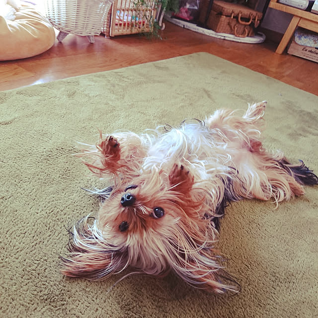 akiさんの実例写真