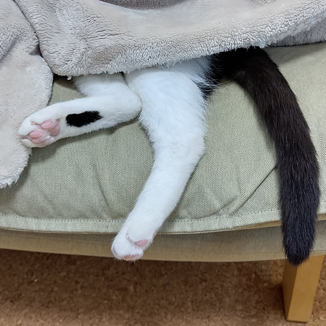 hihaさんの実例写真