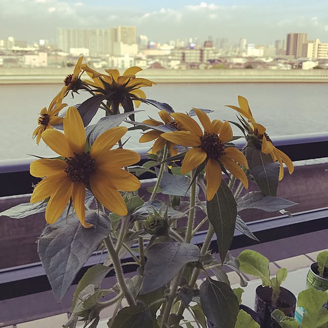 moさんの実例写真