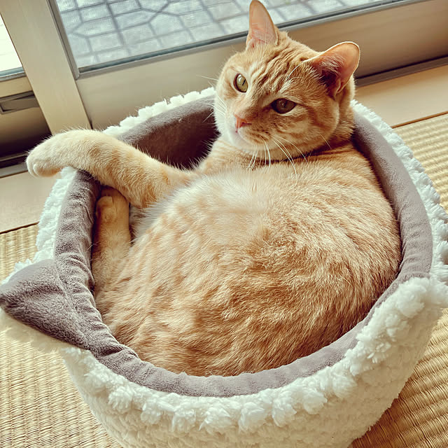 chiiさんの実例写真