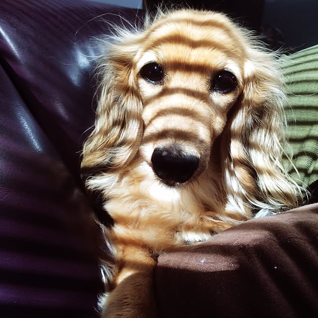 yoshiyoshicheeさんの実例写真