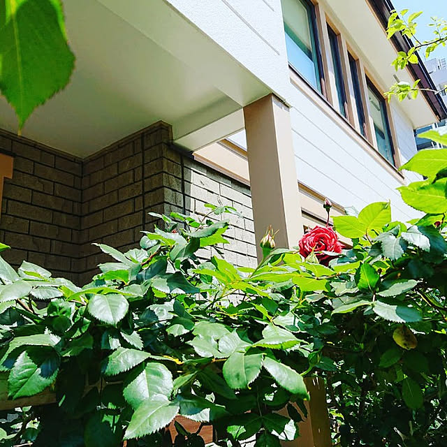 botanさんの実例写真