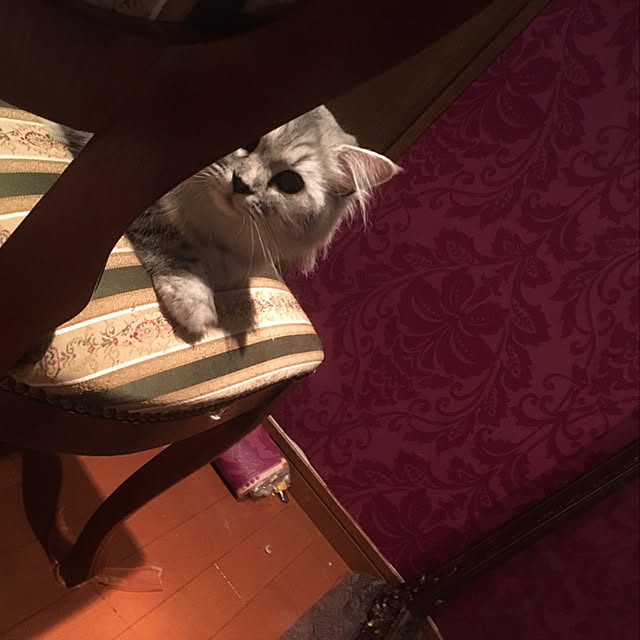 prchさんの実例写真