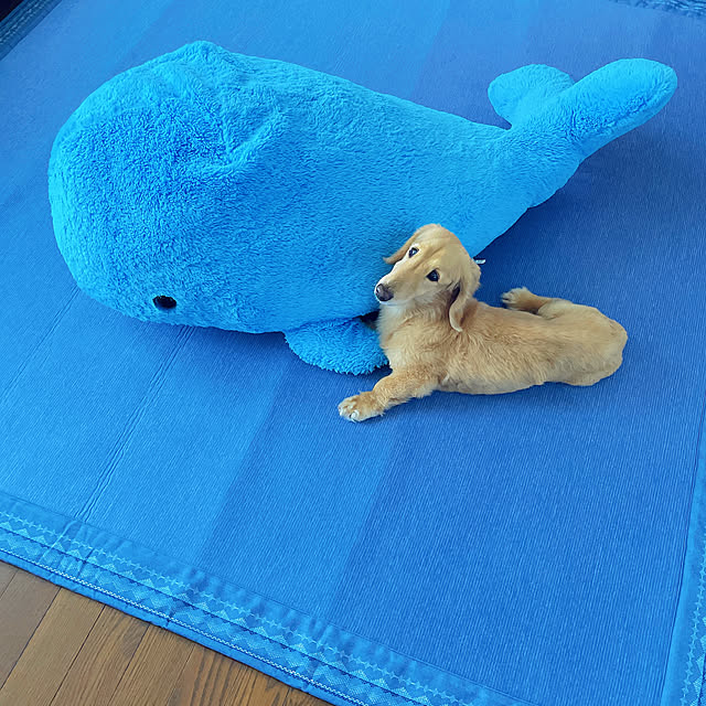 meiさんの実例写真