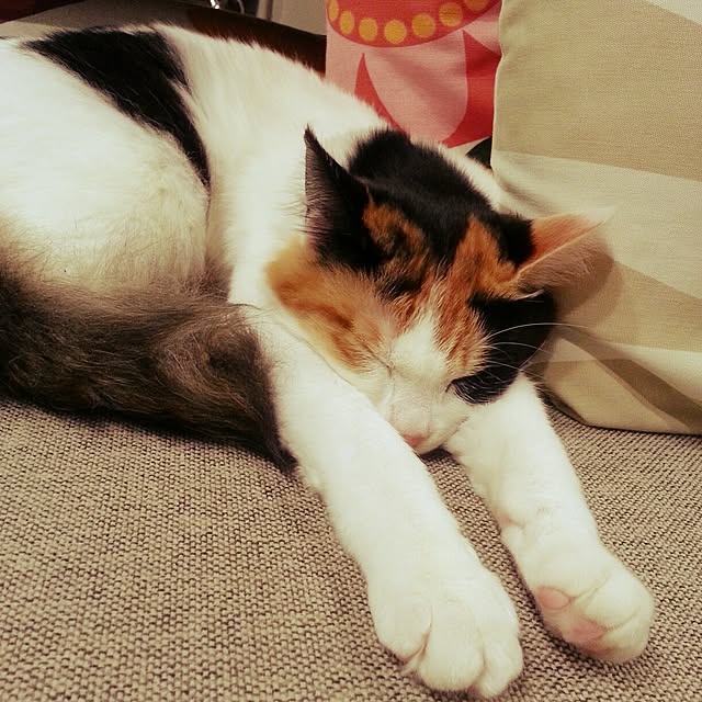 Tuuliさんの実例写真