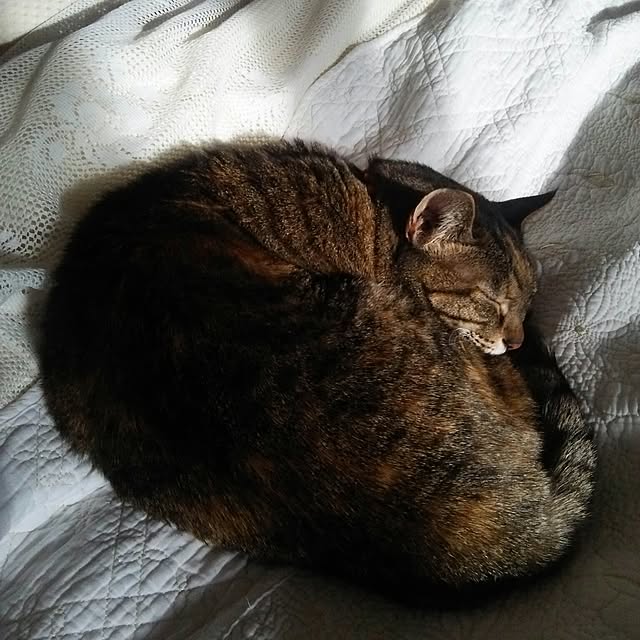sakuraさんの実例写真
