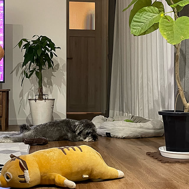 kuuさんの実例写真